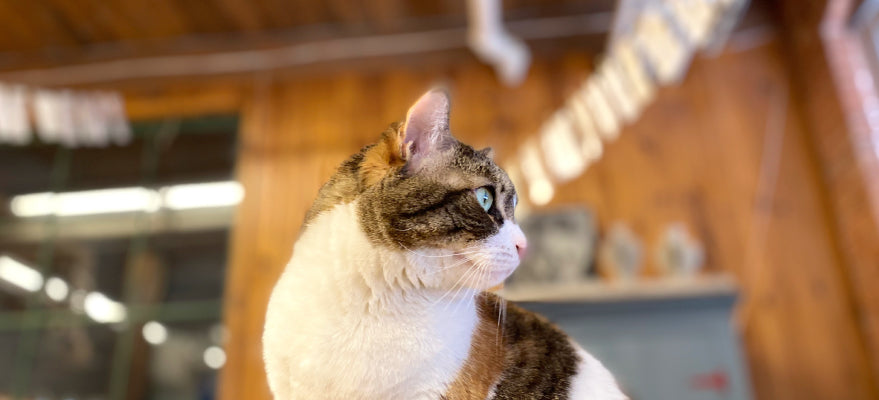 Thursday, April 30th: Suki