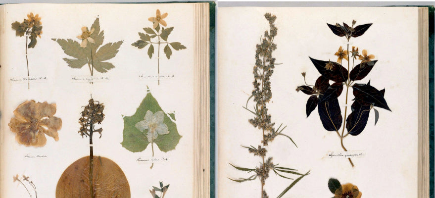 Monday, June 8th: Emily Dickinson